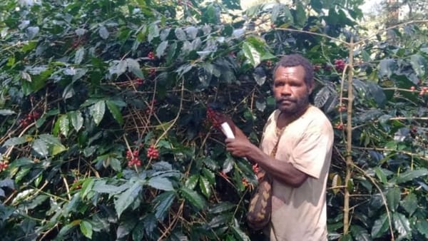 Petani Kopi Kampung Modio, Sambut Positif Festival Kopi Papua Tengah 2026